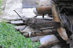 Dictyophorus griseus