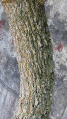 Iochroma arborescens