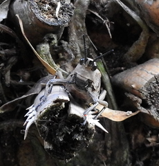Dictyophorus griseus