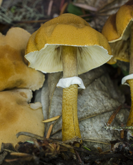 Cystoderma carcharias fallax