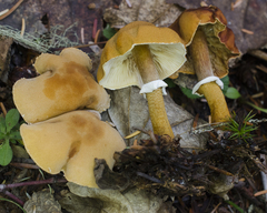 Cystoderma carcharias fallax