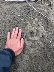 Canis lupus crassodon