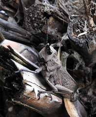 Dictyophorus griseus