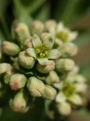 Comandra umbellata pallida