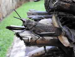 Dictyophorus griseus