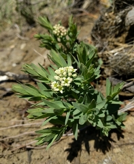 Comandra umbellata pallida