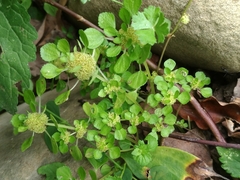 Pilea peploides major