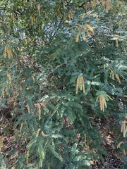 Prosopis
