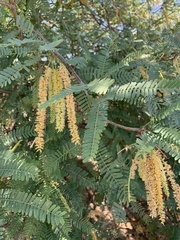 Prosopis