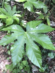 Fatsia japonica