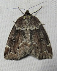 Spodolepis substriataria