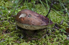 Leccinum ponderosum