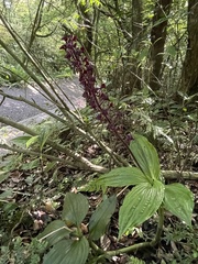Liparis gigantea