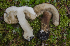 Leccinum ponderosum