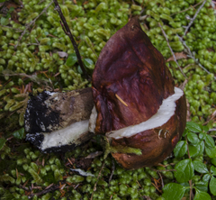 Leccinum ponderosum