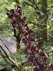 Liparis gigantea