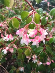 Begonia fuchsioides