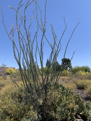 Fouquieria splendens