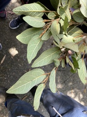 Ficus pumila awkeotsang