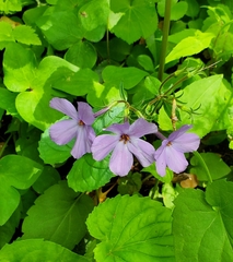 Phlox stolonifera