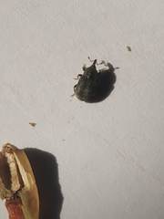 Lepidagathis cuspidata