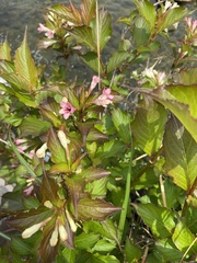 Weigela coraeensis