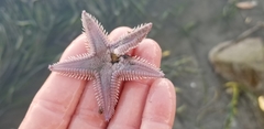 Astropecten verrilli