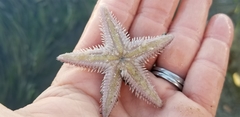 Astropecten verrilli