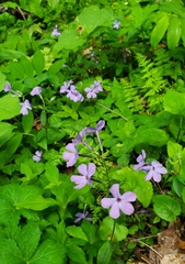 Phlox stolonifera