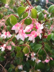 Begonia fuchsioides