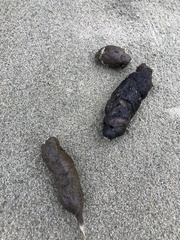 Canis lupus crassodon