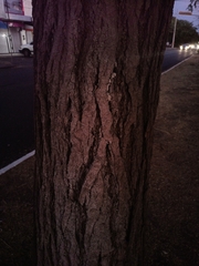 Tabebuia rosea