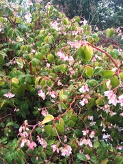 Begonia fuchsioides