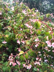 Begonia fuchsioides