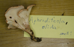 Aphroditeola olida