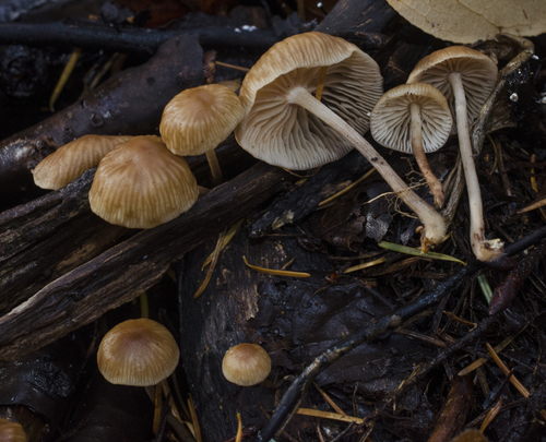 Gymnopus subpruinosus image