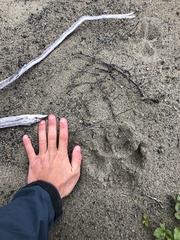 Canis lupus crassodon