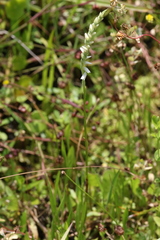 Spiranthes vernalis