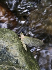 Maccaffertium mediopunctatum