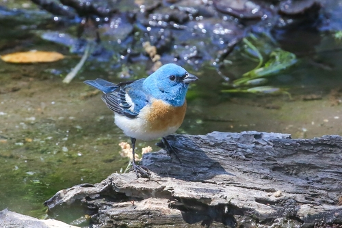 Lazuli Bunting