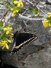 Papilio indra