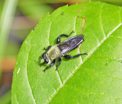 Laphria virginica
