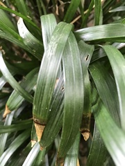 Liriope muscari