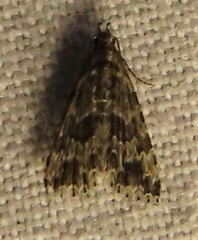 Alucita montana