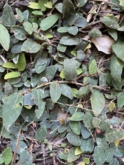 Ficus pumila awkeotsang