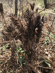 Onocleaceae