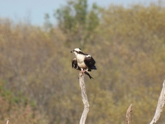 Pandion haliaetus