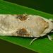 Agonopterix alstroemeriana - Photo (c) Steve Kerr,  זכויות יוצרים חלקיות (CC BY), הועלה על ידי Steve Kerr