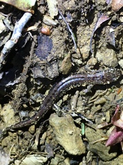 Desmognathus orestes