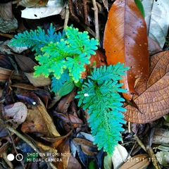 Selaginella